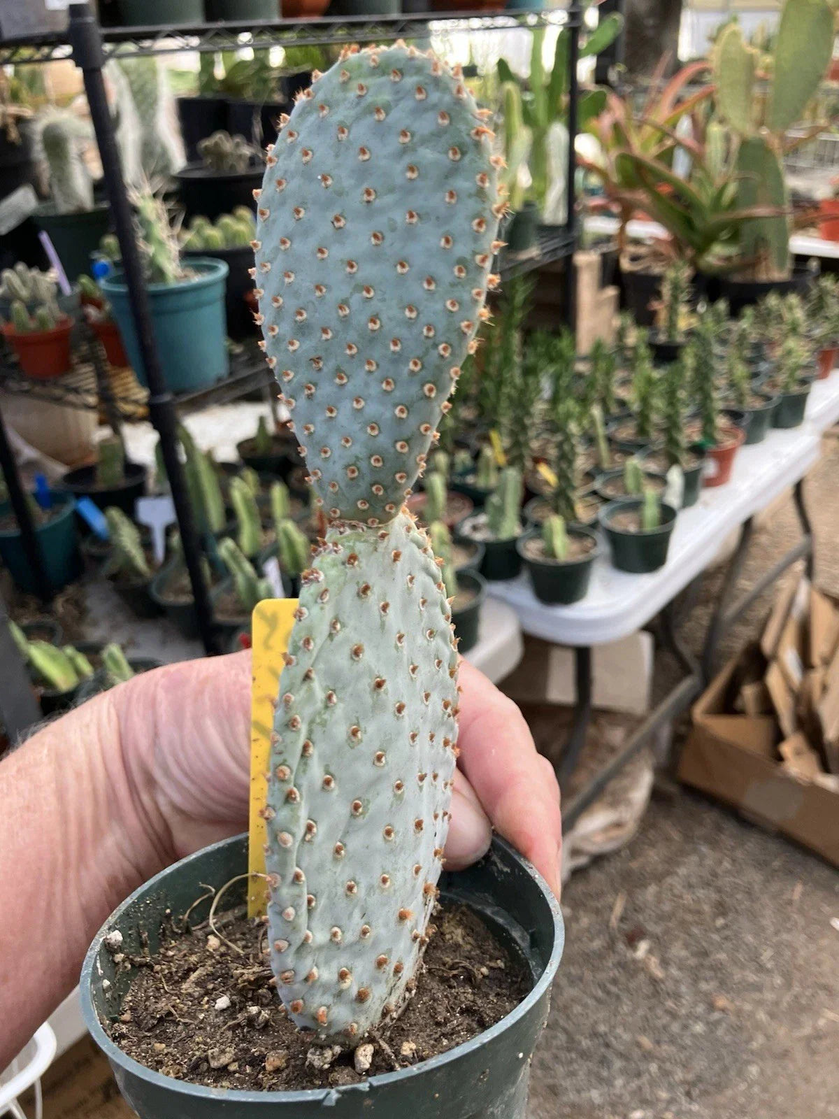 Beavertail Cactus Plant 7.5" Opuntia basilaris Succulent Desert Plant for Drought Tolerance, Indoor & Outdoor Gardening