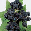 Jewel Black Raspberry Plant - Live Rooted Starter - Midseason Rubus idaeus - Sweet Blackberries for Garden, Patio