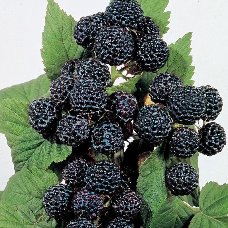 Jewel Black Raspberry Plant - Live Rooted Starter - Midseason Rubus idaeus - Sweet Blackberries for Garden, Patio