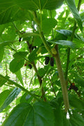Mulberry Scions Cuttings - 5 Pack, Choose Your Variety, Morus spp. for Home Garden, Orchard, Wildlife Attraction