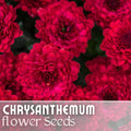 Chrysanthemum Seeds - Divine Charm Mum - 200+ Annual Flower Seeds for Gardens - Chrysanthemum morifolium