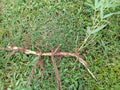 MOSO Live Bamboo Roots Set - Phyllostachys edulis, Fast-Growing Clumping Bamboo for Landscaping & Privacy Screening