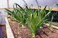 Leek Seeds, Heirloom American Flag, Sweet Flavor, Allium ampeloprasum, Culinary Vegetable, Garden Seeds, 25+ Seeds