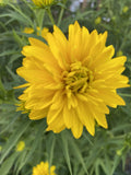 Golden Ball Rudbeckia Bare Roots – Echinacea Flowers – 5 Pack for Planting – Rudbeckia hirta Perennial