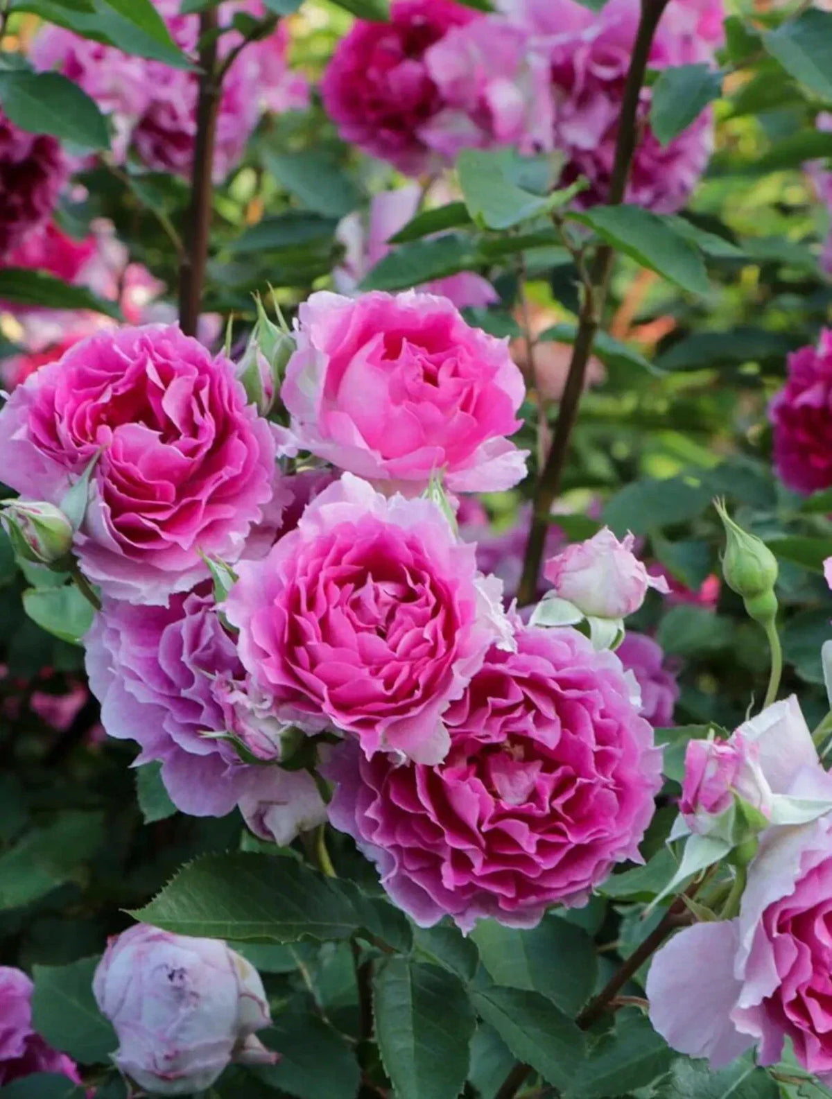 Rare Japanese Floribunda Rose Plant in 4" Pot, Sheherazad 天方夜谭, Rosa 'Sheherazad', Fragrant Pink and Cream Blooms