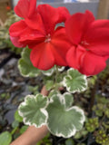 Horseshoe Geranium Plant - Bare Root - Madame Languth Zonal Pelargonium for Garden, Container, Pollinator Attracting