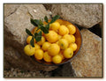 Kei Apple Plant - Dovyalis Caffra - Edible Fruit Tree - Kaffir Apple