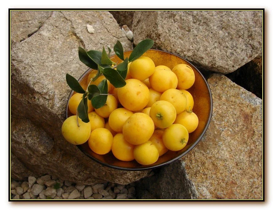 Kei Apple Plant - Dovyalis Caffra - Edible Fruit Tree - Kaffir Apple