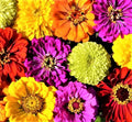 Confetti Zinnia Seed Mix - 100+ Non-GMO Seeds, Colorful Annual Flowers, Zinnia elegans for Gardens, Borders & Containers