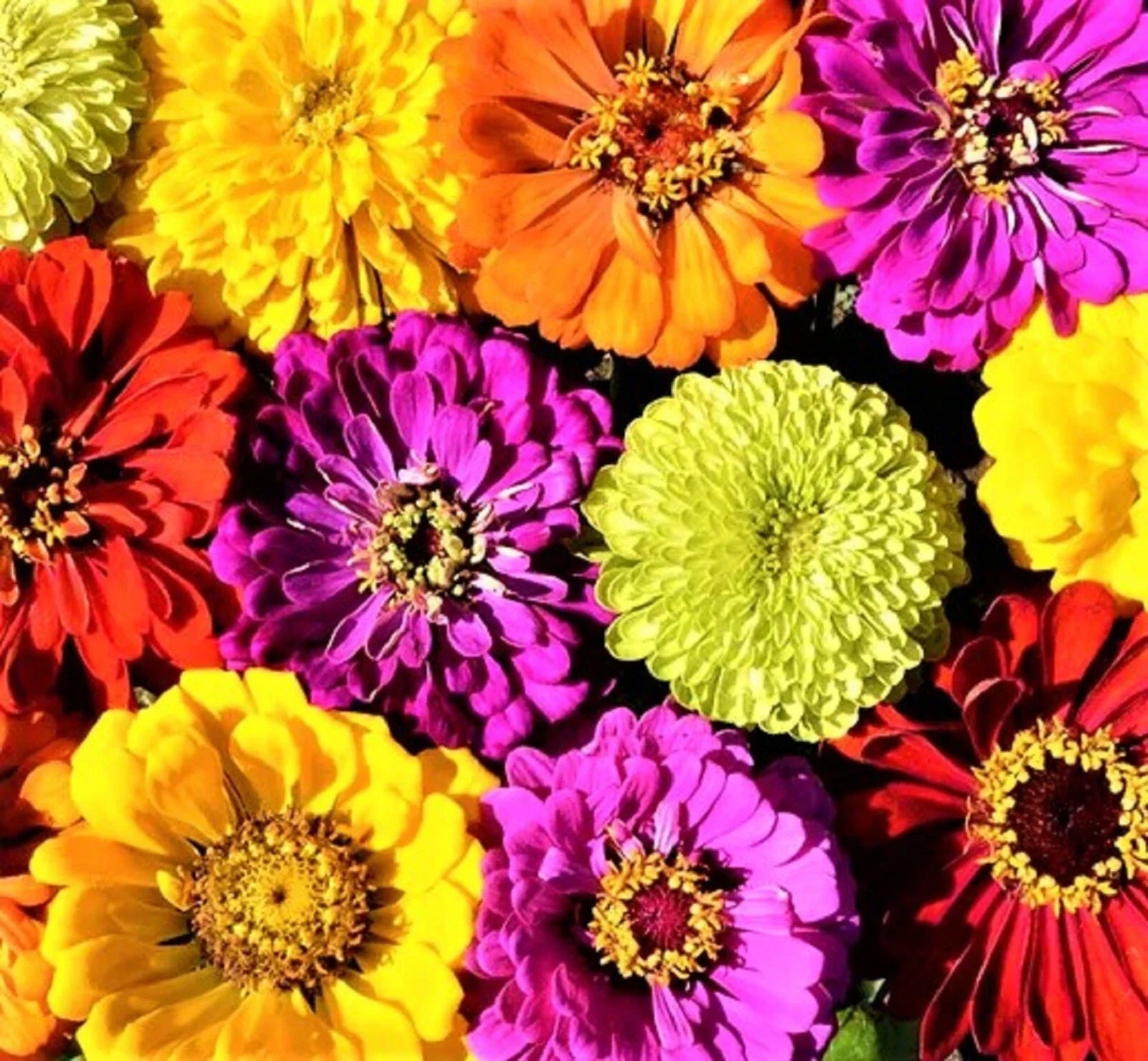 Confetti Zinnia Seed Mix - 100+ Non-GMO Seeds, Colorful Annual Flowers, Zinnia elegans for Gardens, Borders & Containers