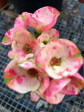 Crown of Thorns Cutting - Thai Hybrid Big Boy - Euphorbia milii Rooted Plant for Indoor & Outdoor Gardening