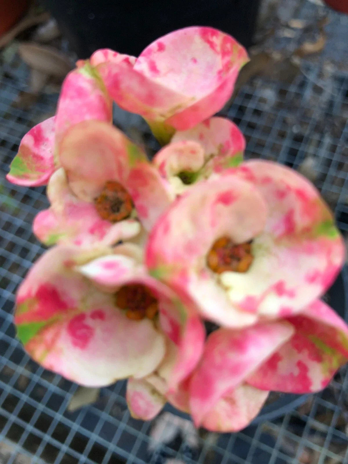 Crown of Thorns Cutting - Thai Hybrid Big Boy - Euphorbia milii Rooted Plant for Indoor & Outdoor Gardening