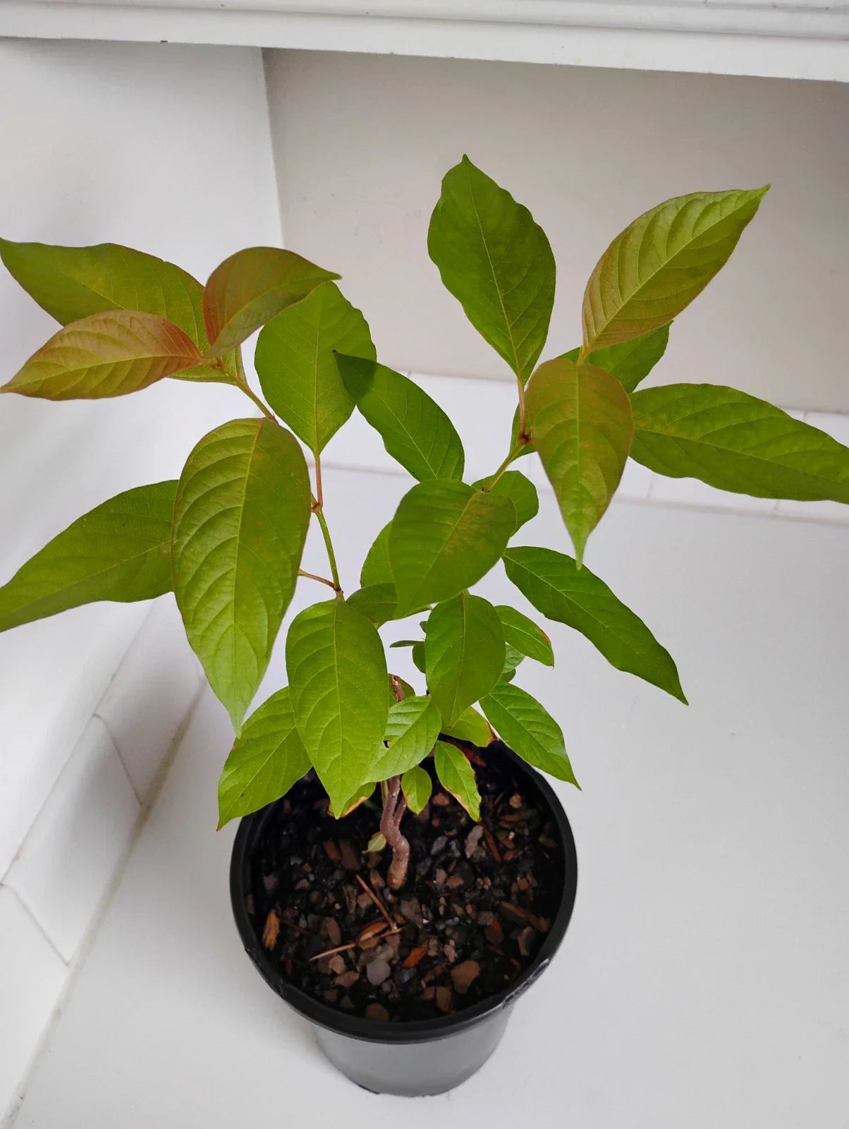 Buttonbush Live Plant in 1-Gallon Pot, Cephalanthus occidentalis, Wetland Shrub, Pollinator-Friendly, Deciduous Garden Plant