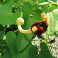 Creeping Dutchman's Pipe Vine Seeds - 20 Pack, Aristolochia debilis, Fast Growing Ground Cover & Trellis Vine, USA Seller