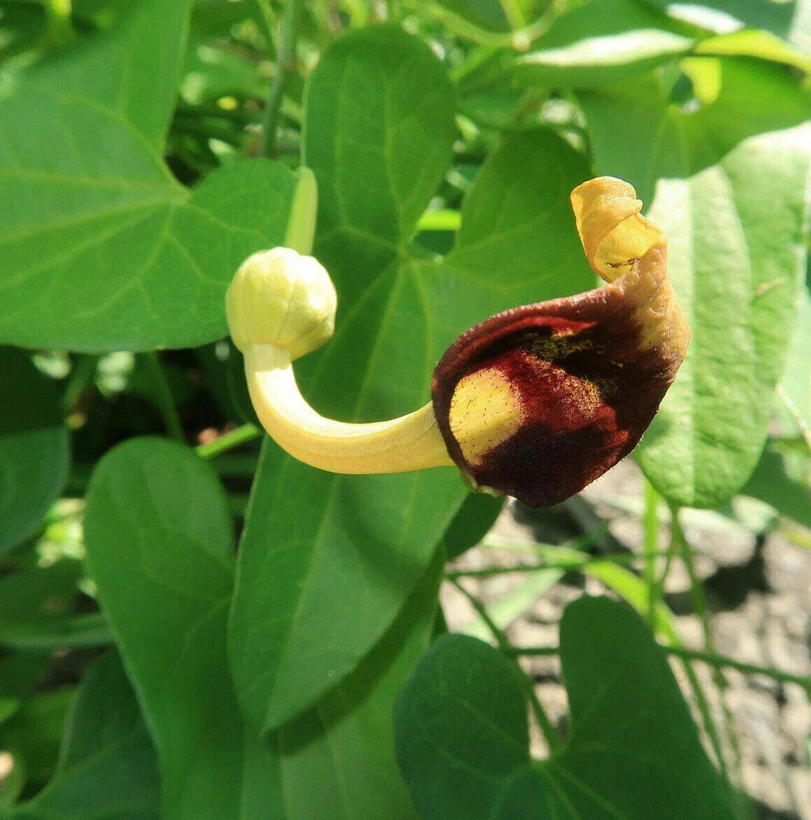 Creeping Dutchman's Pipe Vine Seeds - 20 Pack, Aristolochia debilis, Fast Growing Ground Cover & Trellis Vine, USA Seller