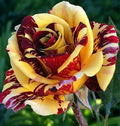 Yellow Red Rose Seeds - Perennial Bushes for Garden Beds & Containers - Rosa spp.
