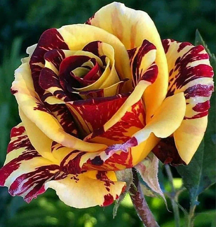 Yellow Red Rose Seeds - Perennial Bushes for Garden Beds & Containers - Rosa spp.