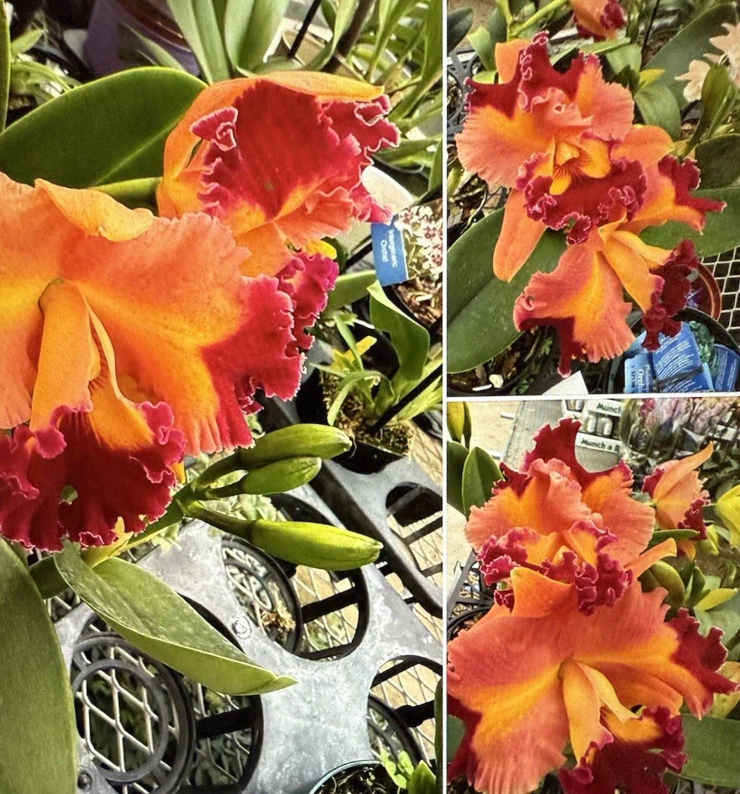 Cattleya Orchid Plant Bare Root 3 Stem Rlc Chief Queen