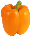 Orange Bell Pepper Seeds - Non-GMO Heirloom Capsicum annuum for Home Garden, 50+ Seeds