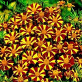 Court Jester Marigold Seeds - 25+ Pack, Tagetes patula, Bicolor Orange and Yellow Flowers, Annual Garden Planting