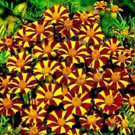 Court Jester Marigold Seeds - 25+ Pack, Tagetes patula, Bicolor Orange and Yellow Flowers, Annual Garden Planting