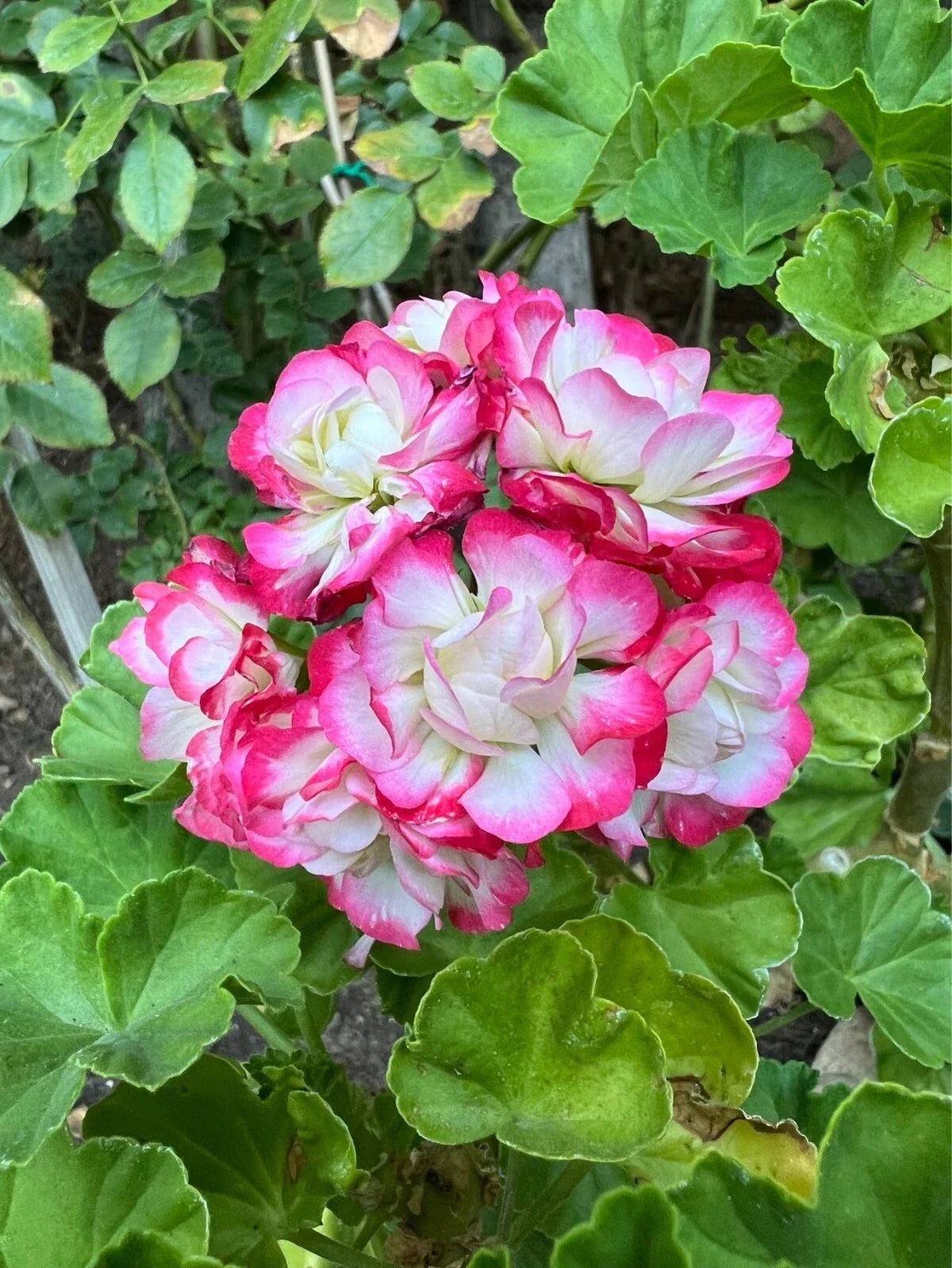 Geranium Cuttings - Double White with Pink Edges Pelargonium spp. - 3 Fresh Propagation Plants