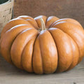 Fairytale Pumpkin Seeds, Heirloom Musquee de Provence, Organic Vegetable Seeds, Ribbed Pumpkin, Fall Decor, Non-GMO, Free Shipping