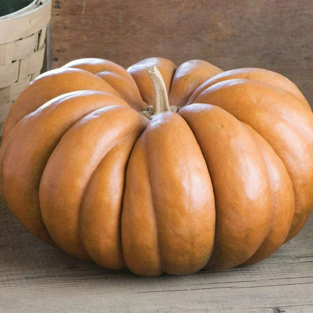 Fairytale Pumpkin Seeds, Heirloom Musquee de Provence, Organic Vegetable Seeds, Ribbed Pumpkin, Fall Decor, Non-GMO, Free Shipping