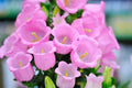 Pink Bellflower Seeds - Campanula Medium - Vibrant Pink Flowers for Garden, Borders & Containers, 50 Seeds