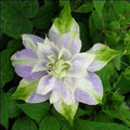 Clematis Seeds - Double Purple Green Perennial Flower Seeds - Clematis x jackmanii - Climbing Vine, Full Sun to Partial Shade