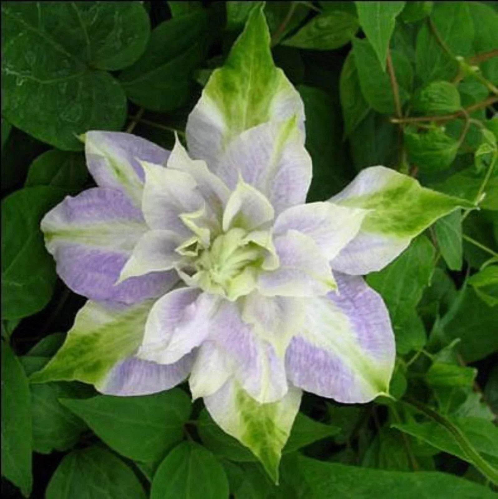 Clematis Seeds - Double Purple Green Perennial Flower Seeds - Clematis x jackmanii - Climbing Vine, Full Sun to Partial Shade