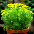 Dill Seeds - 800+ Non-GMO Heirloom Anethum graveolens for Culinary & Garden Use
