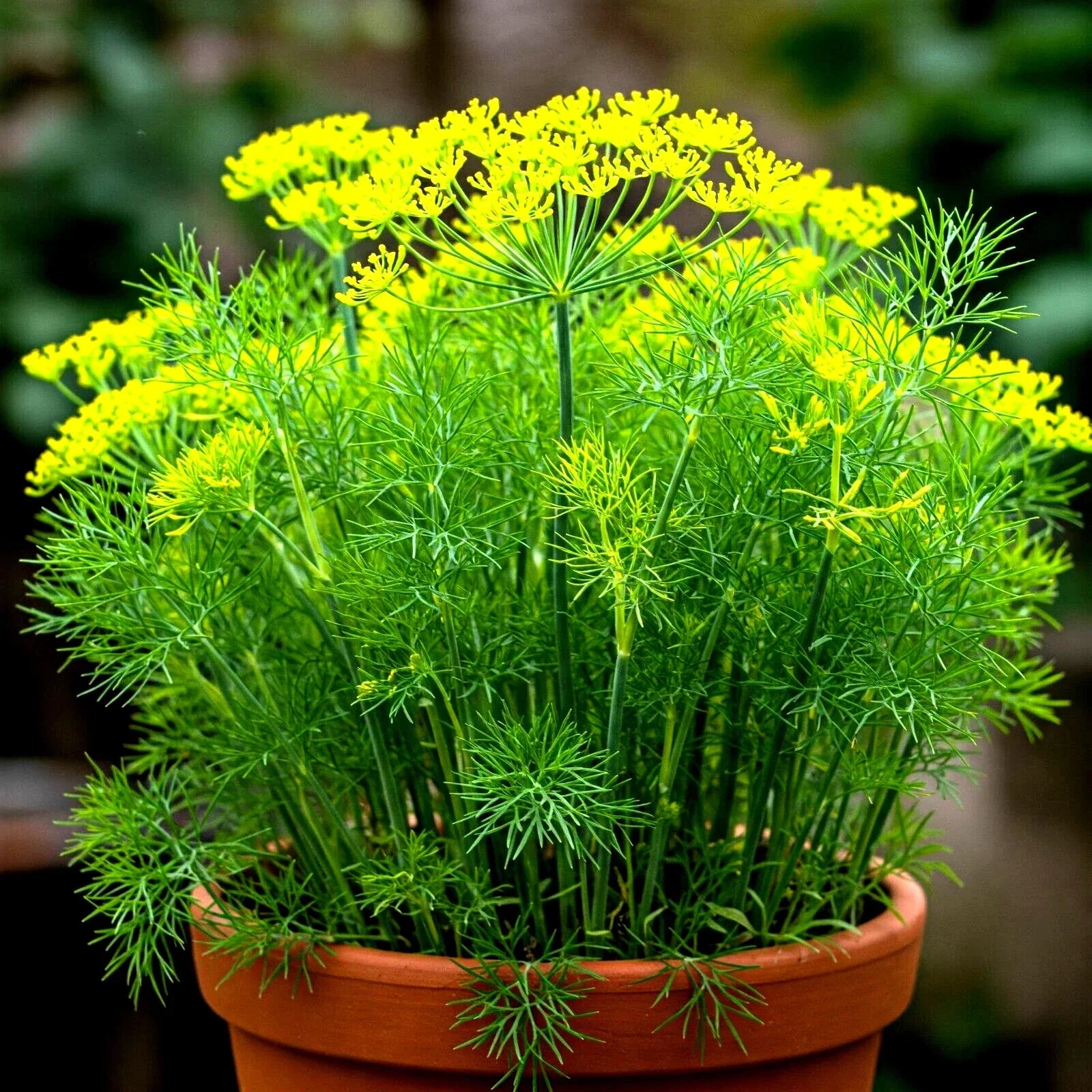 Dill Seeds - 800+ Non-GMO Heirloom Anethum graveolens for Culinary & Garden Use