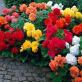 Begonia Flower Bulb Mix - Colorful Varieties - 10 Bulbs - Begonia spp. for Shade Gardens and Containers