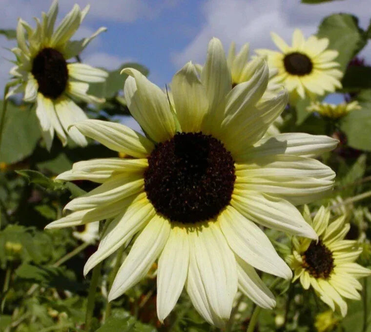 Sunflower Seeds - 200 Heirloom ICE CREAM (Italian White) - Tender Perennial Helianthus annuus for Gardens