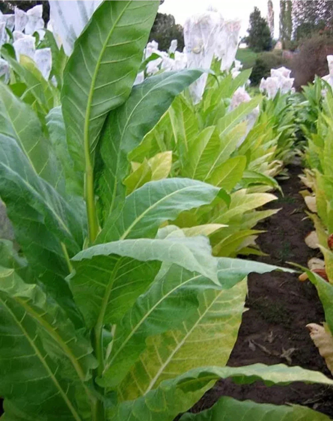 Golden Burley Tobacco Seeds - Organic Heirloom Nicotiana Tabacum for Chewing, Home Garden, Non-GMO, Full Sun, 100 Seeds