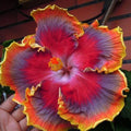 Small Tropical Hibiscus Starter Plant - NIGHT RUNNER - Rooted Bare Root Hibiscus rosa-sinensis for Gardens & Indoor