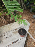 Gonatopus boivinii Giraffe's Knees Tuberous Aroid Plant 4" Pot Indoor Outdoor