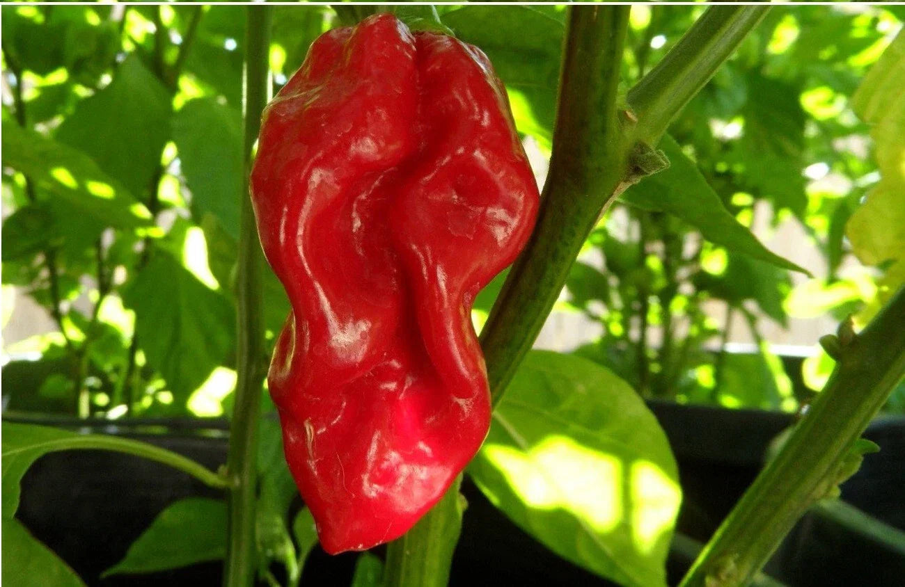 Red Devils Tongue Hot Pepper Seeds – Heirloom Capsicum chinense, Extreme Heat, Vibrant Red, 20 Seeds