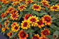 Profusion Red-Yellow Bicolor Zinnia Seeds - 100+ Non-GMO Garden Flowers for Borders & Containers - Zinnia elegans