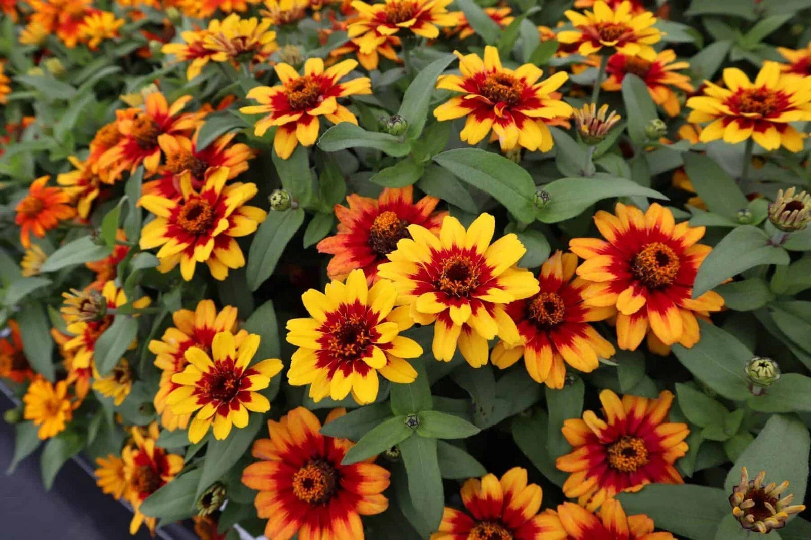 Profusion Red-Yellow Bicolor Zinnia Seeds - 100+ Non-GMO Garden Flowers for Borders & Containers - Zinnia elegans