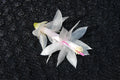 Christmas Cactus Starter Plant - Small Schlumbergera Truncata - Well-Rooted Indoor/Outdoor Succulent for Home Decor