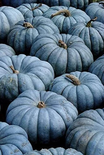 Blue Jarrahdale Pumpkin Seeds 100 Count | Heirloom Cucurbita maxima for Gardening & Decorative Use