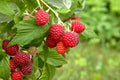Boyne Early Season Red Raspberry Bare Root Canes – 2 Year Old Rubus idaeus 'Boyne' for Home Garden