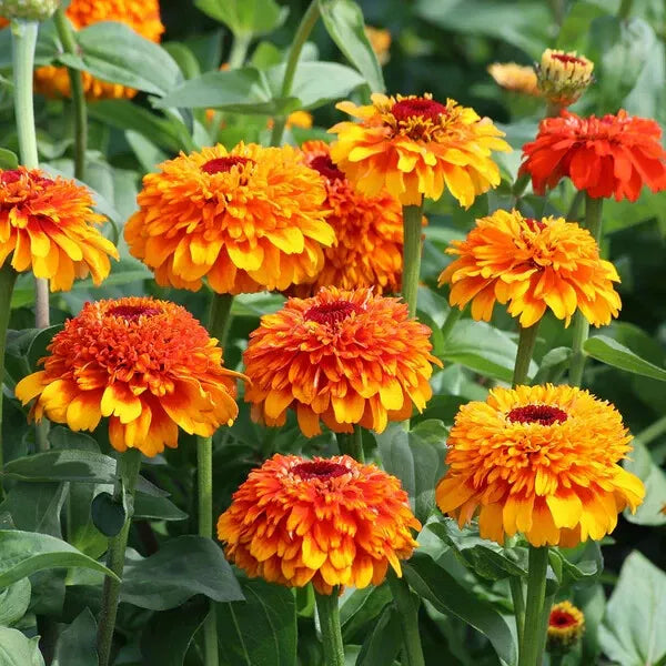Zinderella Orange Zinnia Seeds Pack – Vibrant Orange Flowers, Zinnia elegans, Garden Planting, 100+ Seeds, USA Grown