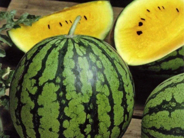 Baby Doll Watermelon Seeds - Heirloom Citrullus lanatus for Home Gardening, Small Space, Sweet Juicy Melons