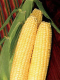 Sweet Corn Seeds Honey Select Non-GMO Zea mays Pack of 50 for Home Garden, Fresh, Flavorful Kernels