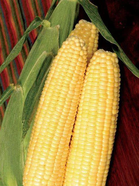 Sweet Corn Seeds Honey Select Non-GMO Zea mays Pack of 50 for Home Garden, Fresh, Flavorful Kernels