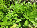 Longevity Spinach Cuttings - 10 Unrooted Gynura Procumbens for Home Gardening, Edible Leafy Green, Indoor or Outdoor Cultivation