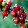 Coffea arabica Seeds - 20 Tropical Coffee Plant Seeds for Indoor Houseplant, Exotic Coffee Shrub, Rare Variety